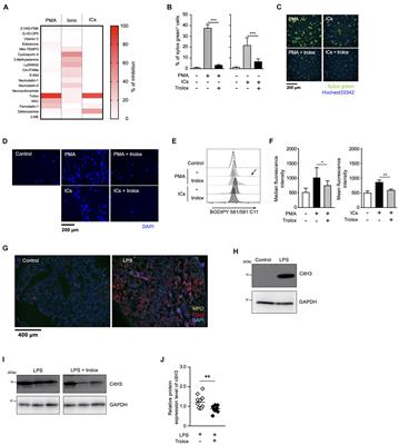 Oxidized Phospholipids and Neutrophil Elastase Coordinately Play Critical Roles in NET Formation